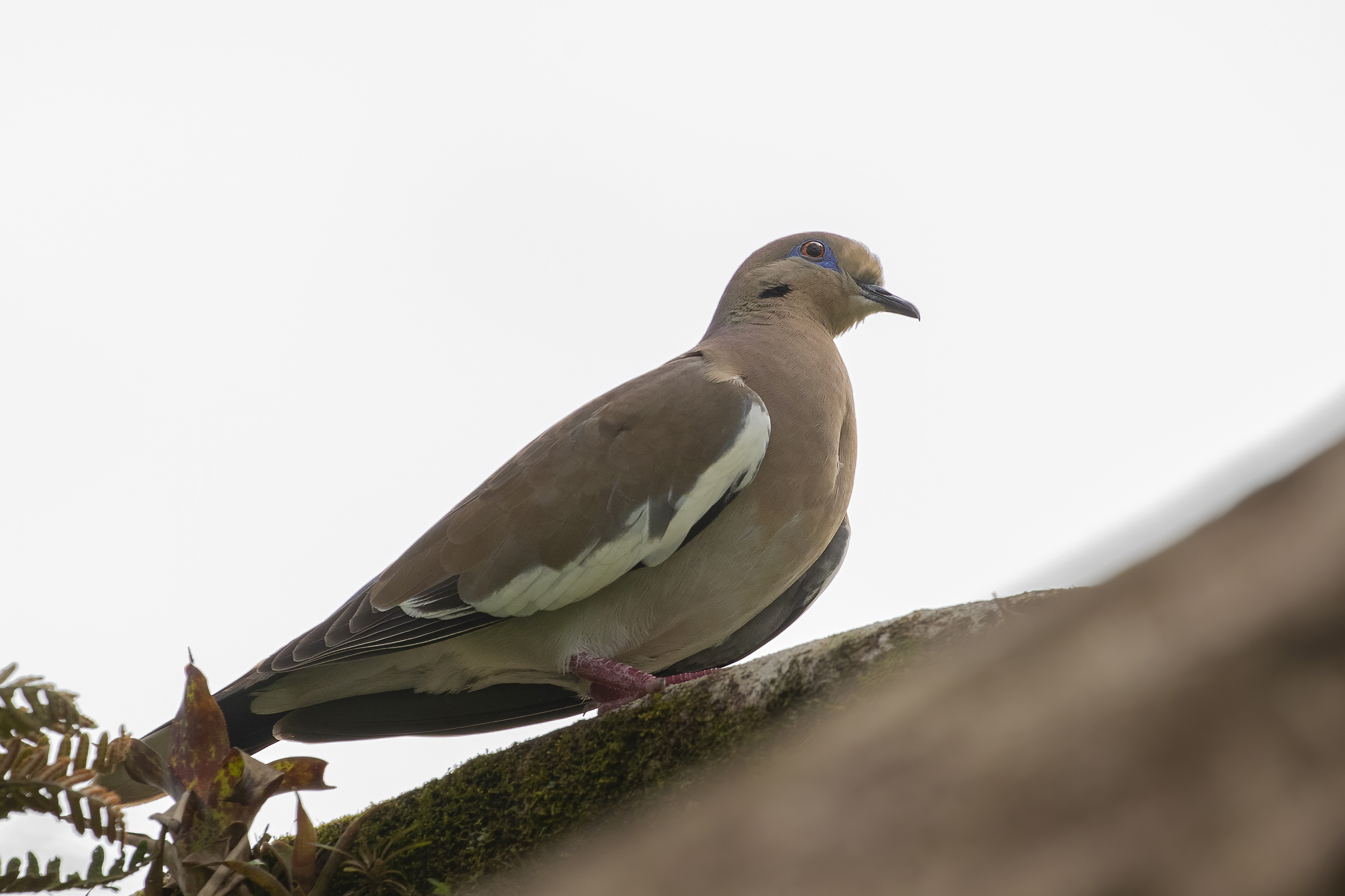 White-winged Dove